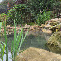 Nature pond